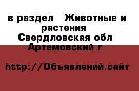  в раздел : Животные и растения . Свердловская обл.,Артемовский г.